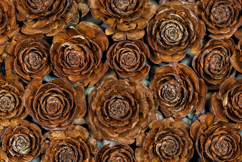 USA-Washington-Seabeck. Close-up of deodar cedar cone patterns.